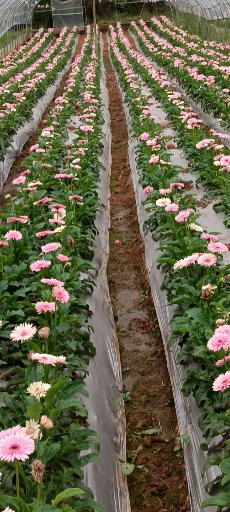 非洲菊