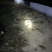 精品大闸蟹有很多种规格价格划算有意向的联系