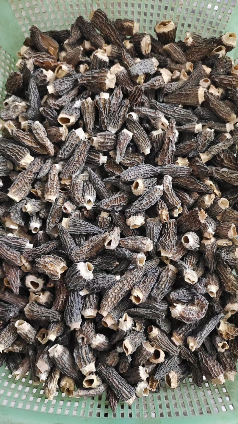 【羊肚菌】产地大量现货，货源充足量大价优，欢迎采购