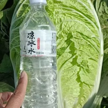 精品娃娃菜