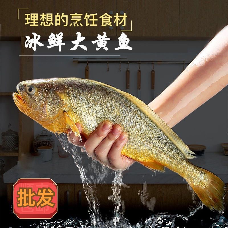 活冻大黄鱼活鱼冷冻