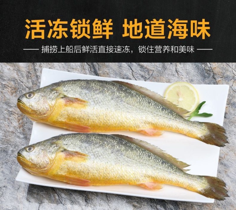 活冻大黄鱼活鱼冷冻