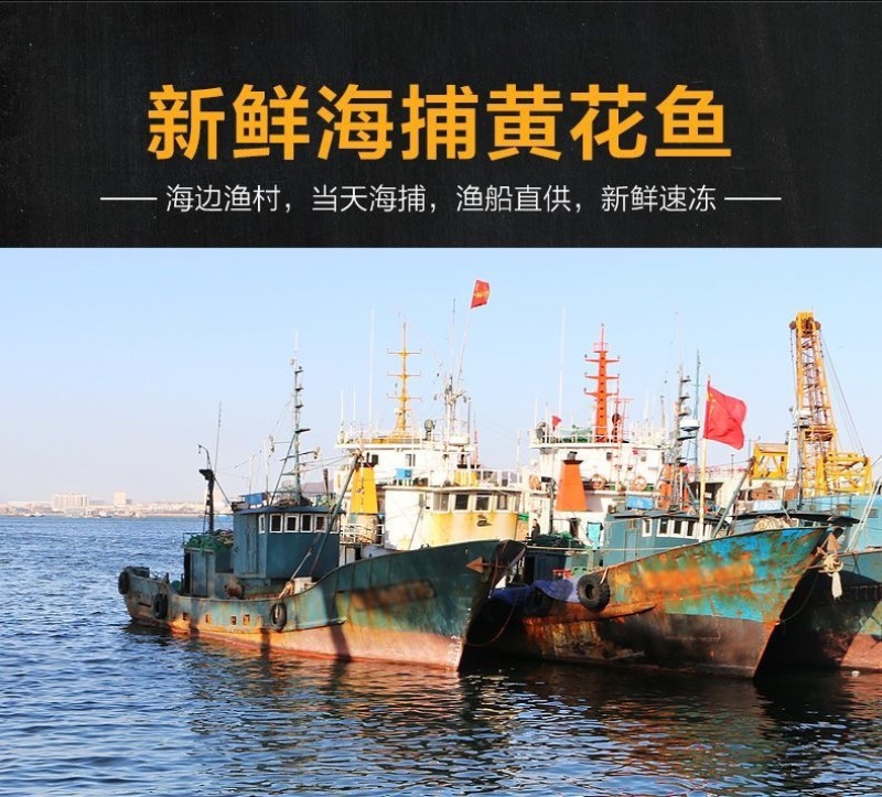 活冻大黄鱼活鱼冷冻