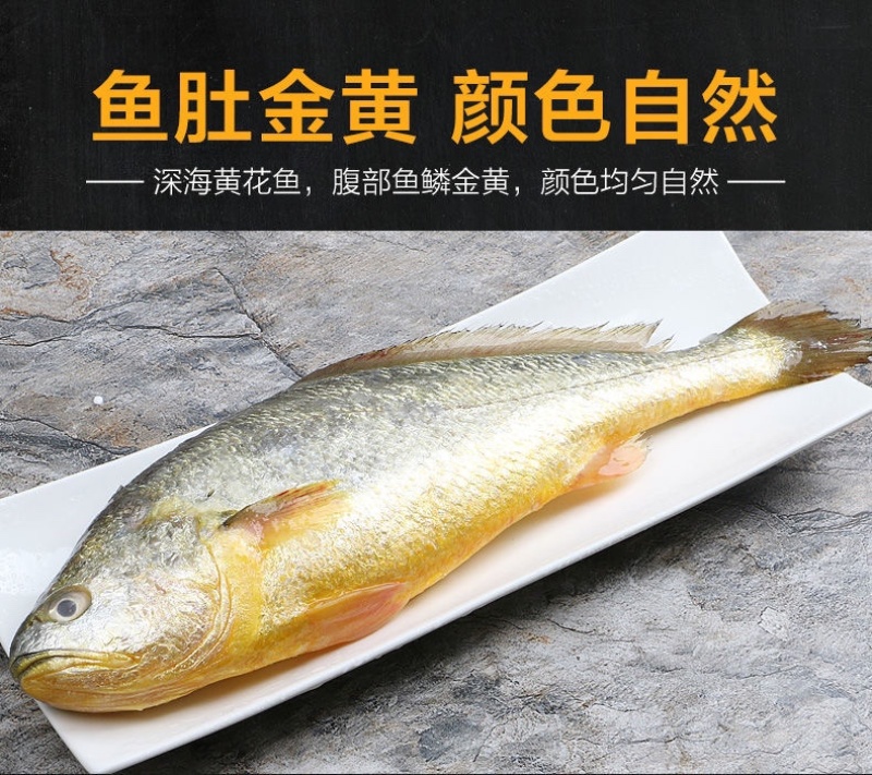 活冻大黄鱼活鱼冷冻