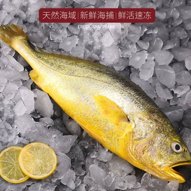 活冻大黄鱼活鱼冷冻