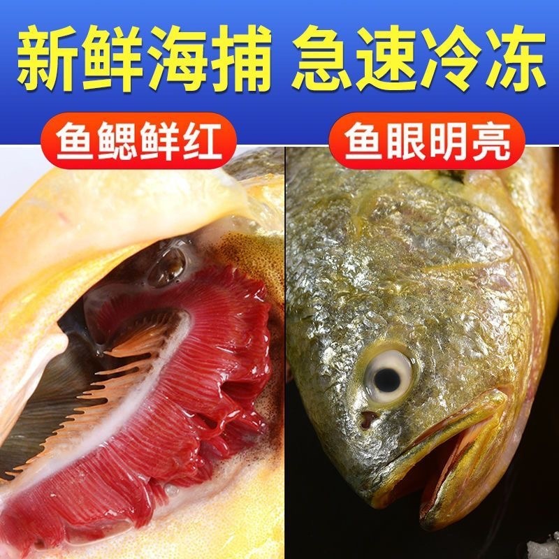 活冻大黄鱼活鱼冷冻
