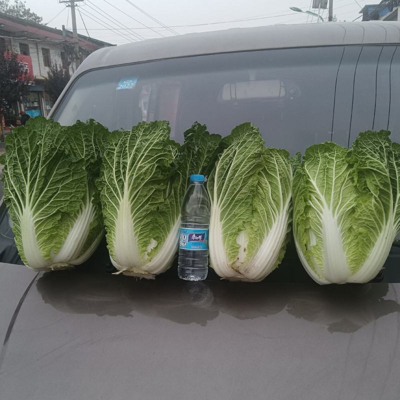 青玉萝卜大量出售有300多亩