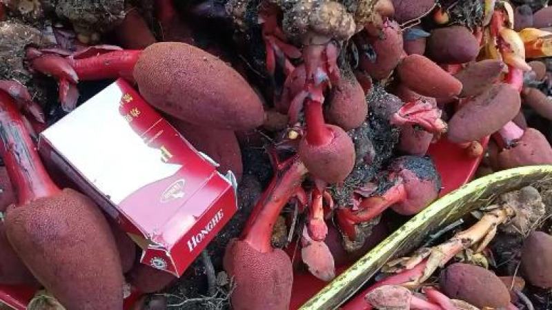 云南回春草鲜货，大量上市！