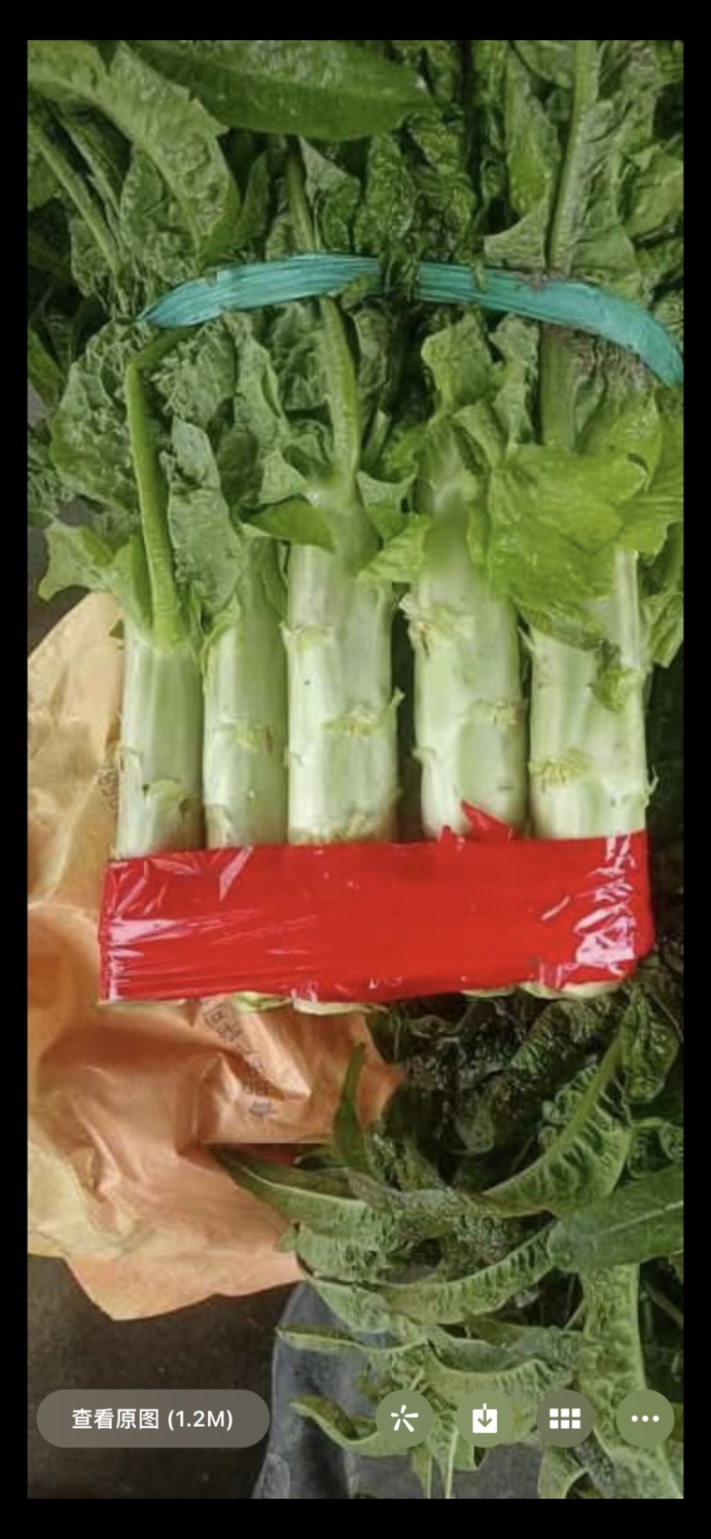 红尖叶窝笋大量上市价格便宜
