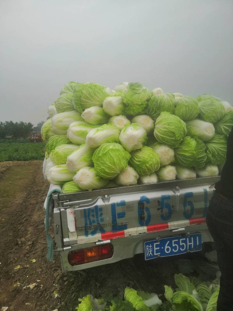 华卅区秋白菜大重上市欢迎各地客户前来看货订购