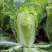 夏阳白菜江苏白菜江苏东台夏阳白菜品质保障来电详谈