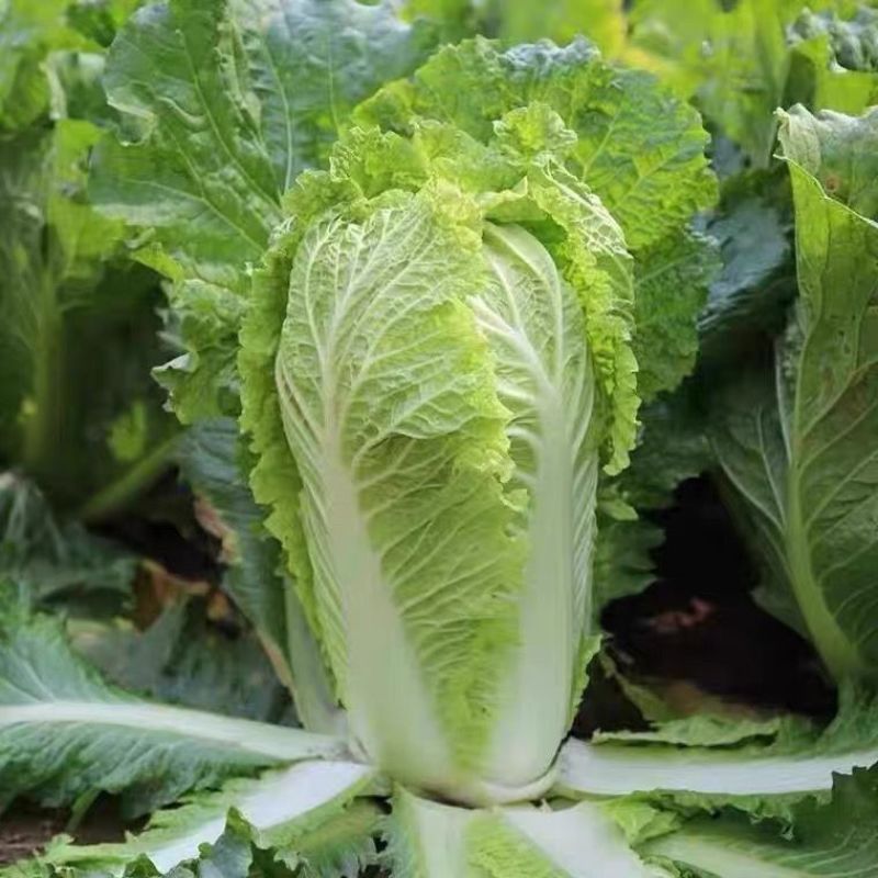 夏阳白菜江苏白菜江苏东台夏阳白菜品质保障来电详谈