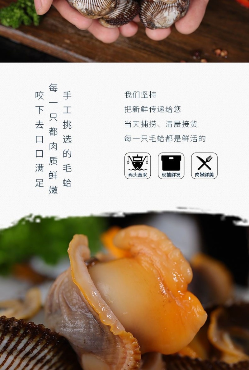 毛蛤