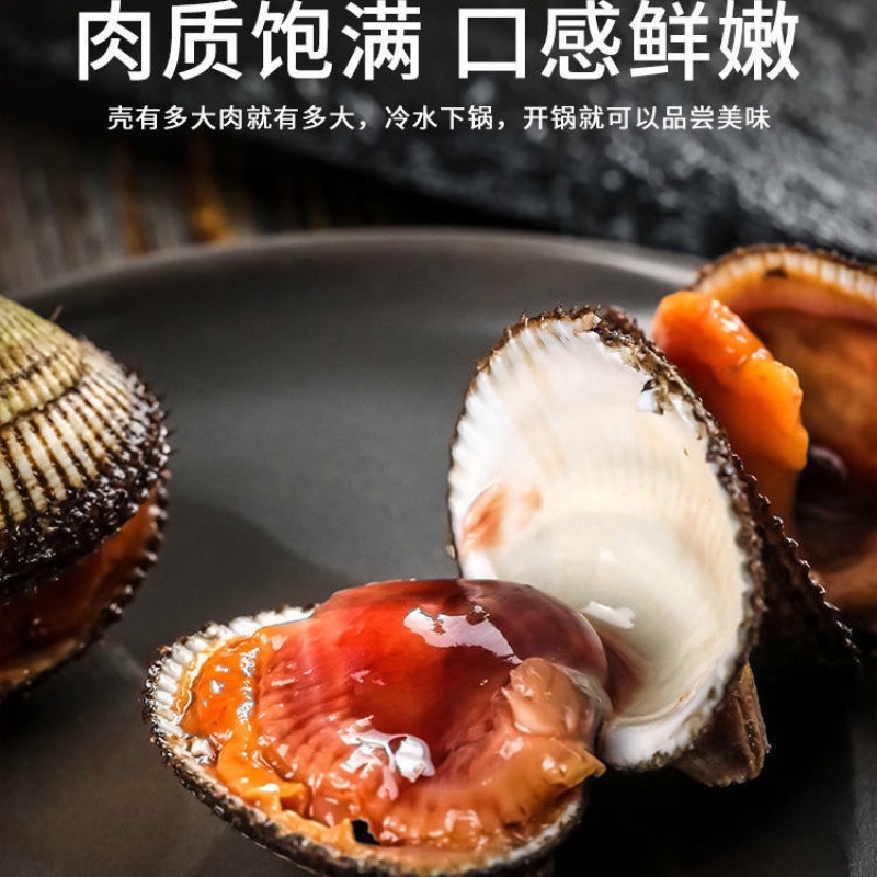 毛蛤
