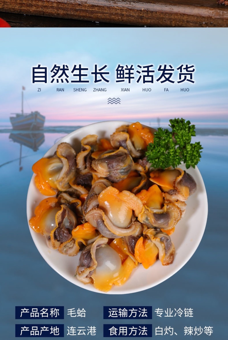 毛蛤