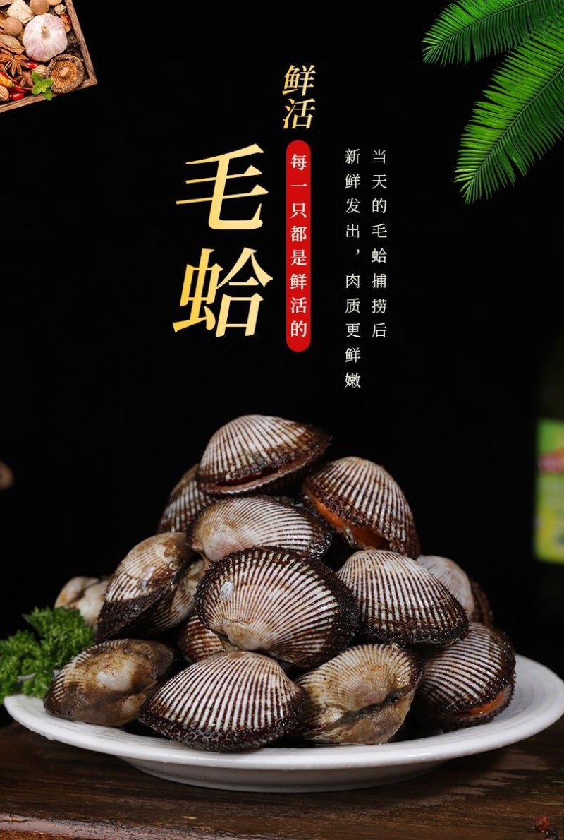 毛蛤