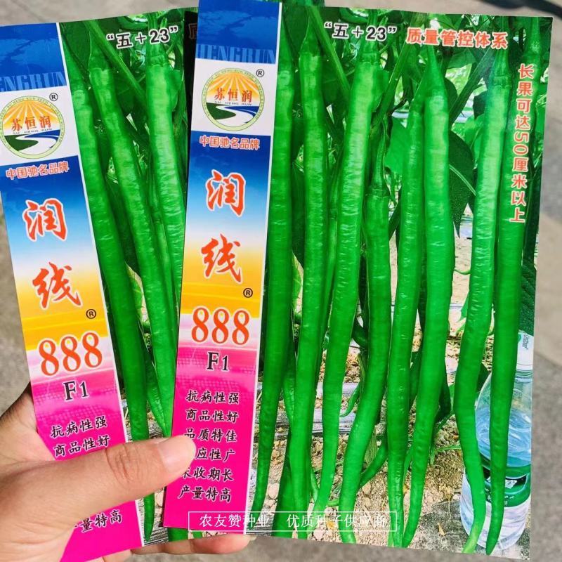 基地专用特长果线椒种子润线888早熟绿色线椒品种香辣