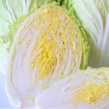 【推荐】黄心白菜江苏黄心白菜东台白菜欢迎来电详谈