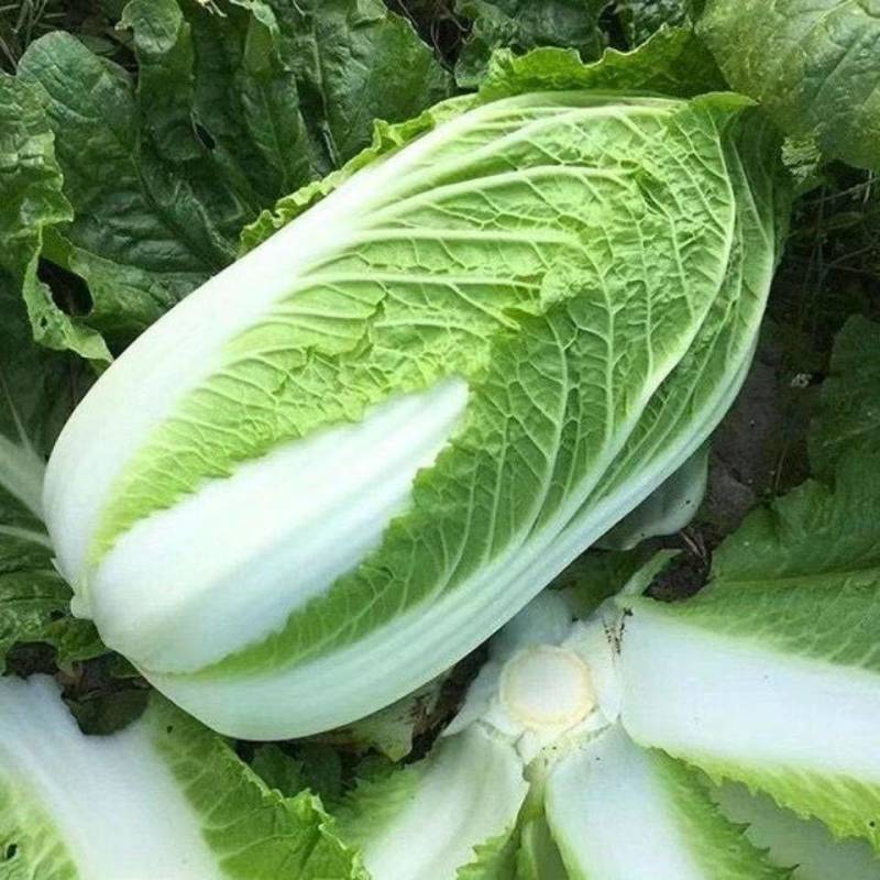 【推荐】黄心白菜江苏黄心白菜东台白菜欢迎来电详谈