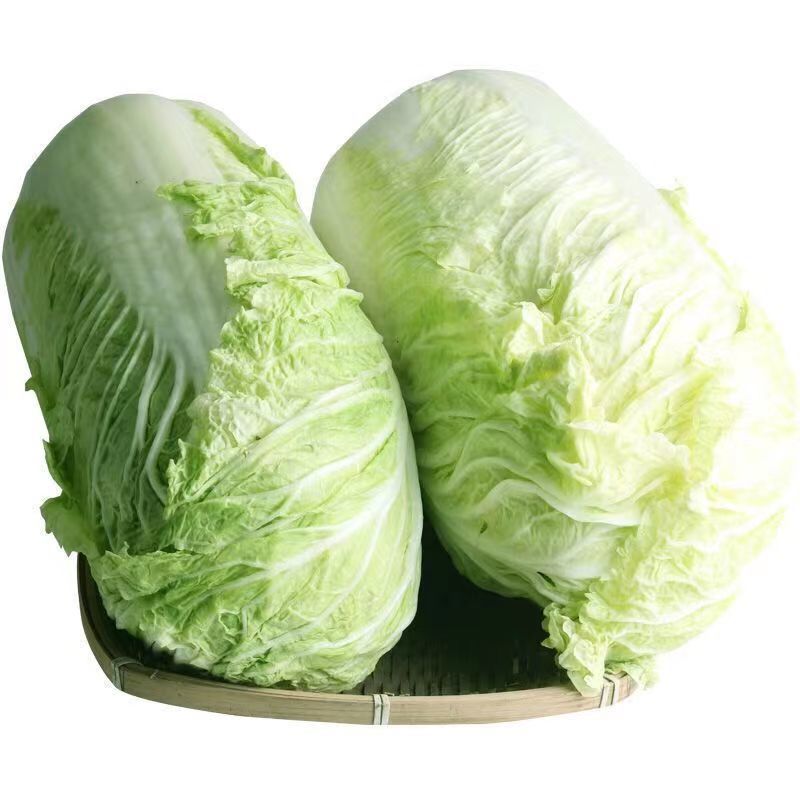 【推荐】黄心白菜江苏黄心白菜东台白菜欢迎来电详谈