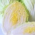 【推荐】黄心白菜江苏黄心白菜东台白菜欢迎来电详谈
