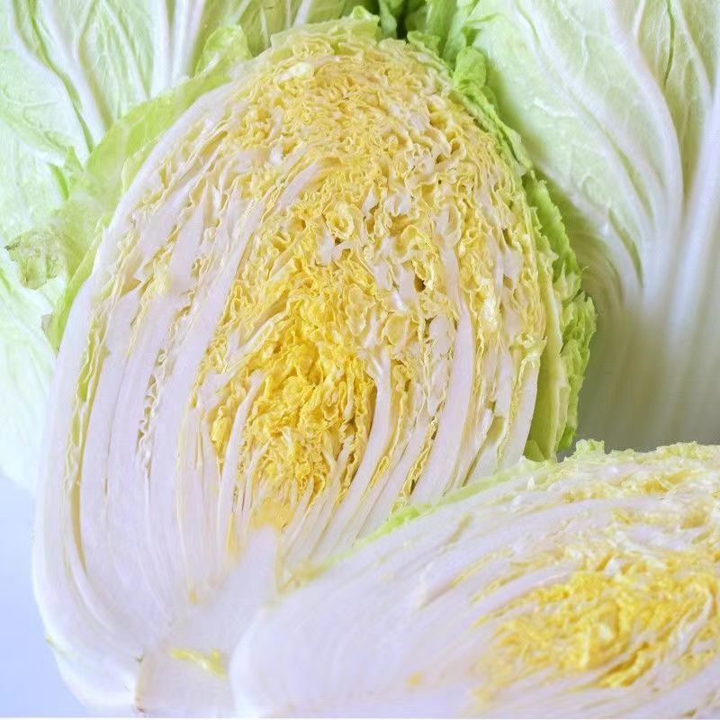 【推荐】黄心白菜江苏黄心白菜东台白菜欢迎来电详谈