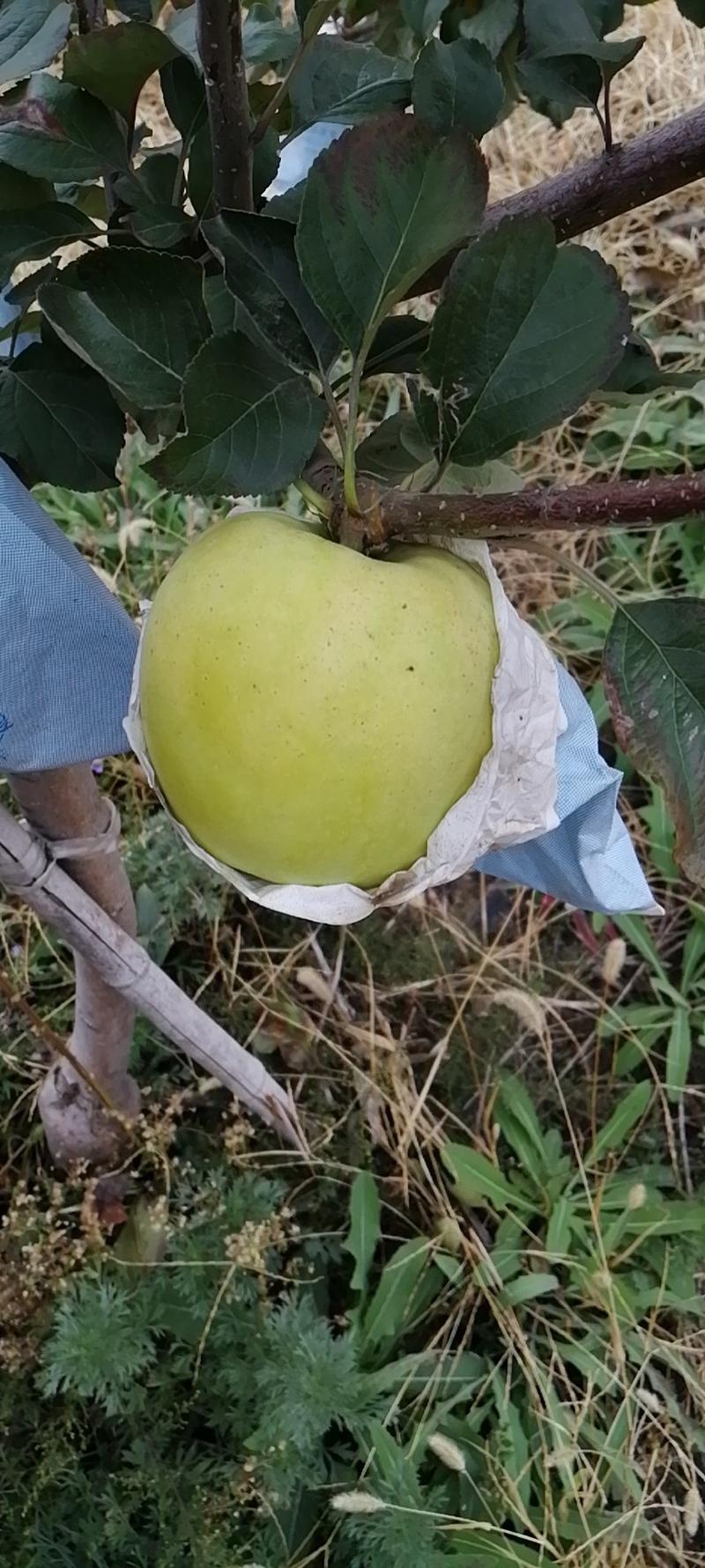 瑞雪苹果标准化种植量大从优