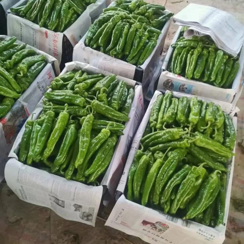 【精选】301辣椒鲜泡椒河南辣椒鲜货供应代办代发量大优惠