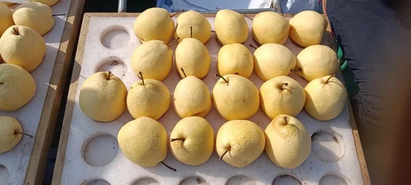 山西晋中祁县酥梨大量现货欢迎全国客商咨询联系