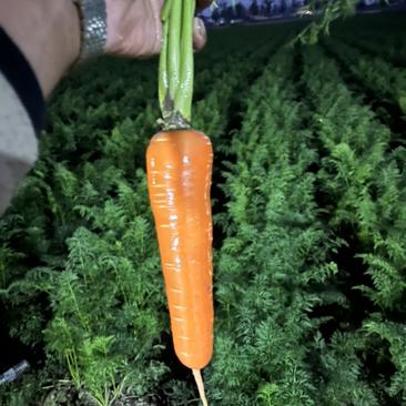 胡萝卜🥕