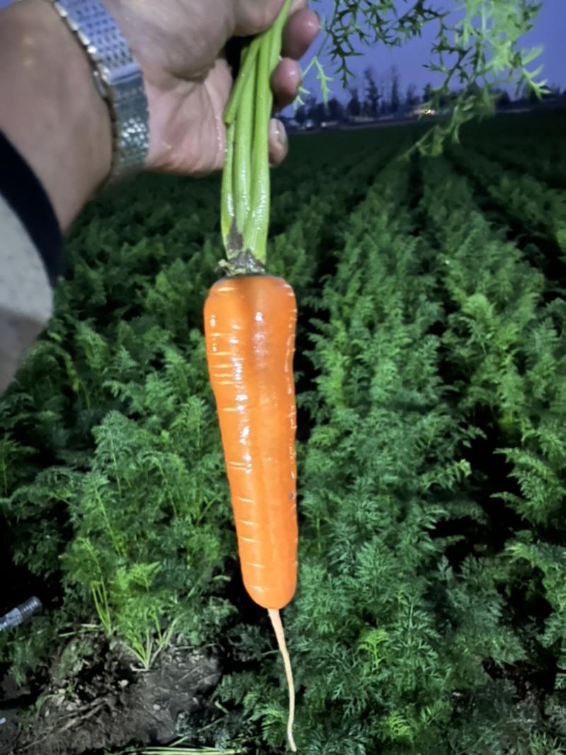 胡萝卜🥕