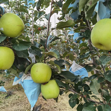 瑞雪苹果标准化种植量大从优