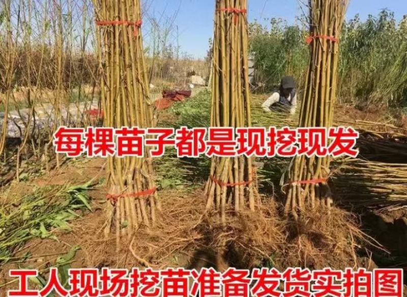 映霜红桃苗，桃树苗，冬桃树苗。自家苗圃培育批发出售。