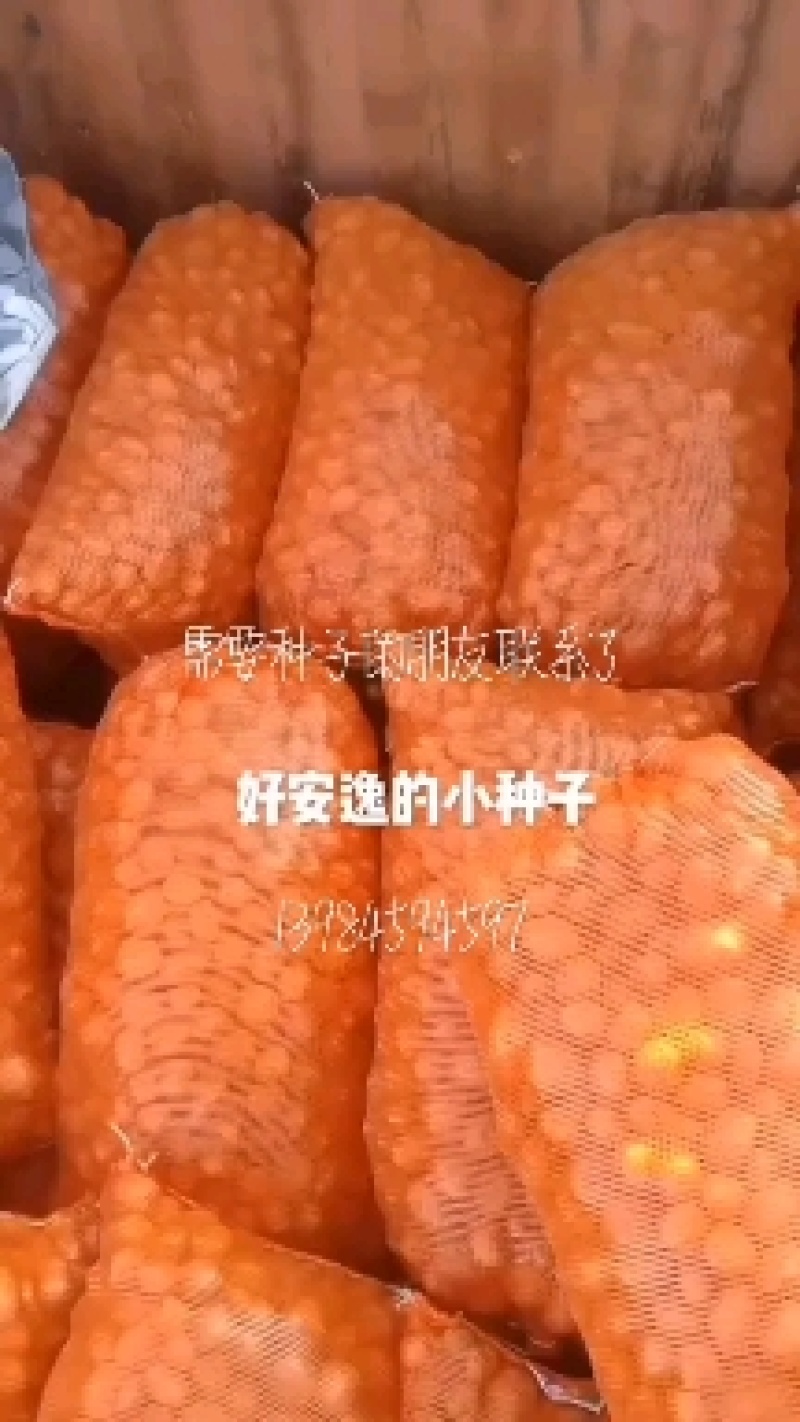 威宁县黄心大土豆，口感好，果行好，欢迎大家采购。
