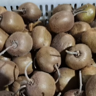 出口，国内都可接，品种齐全