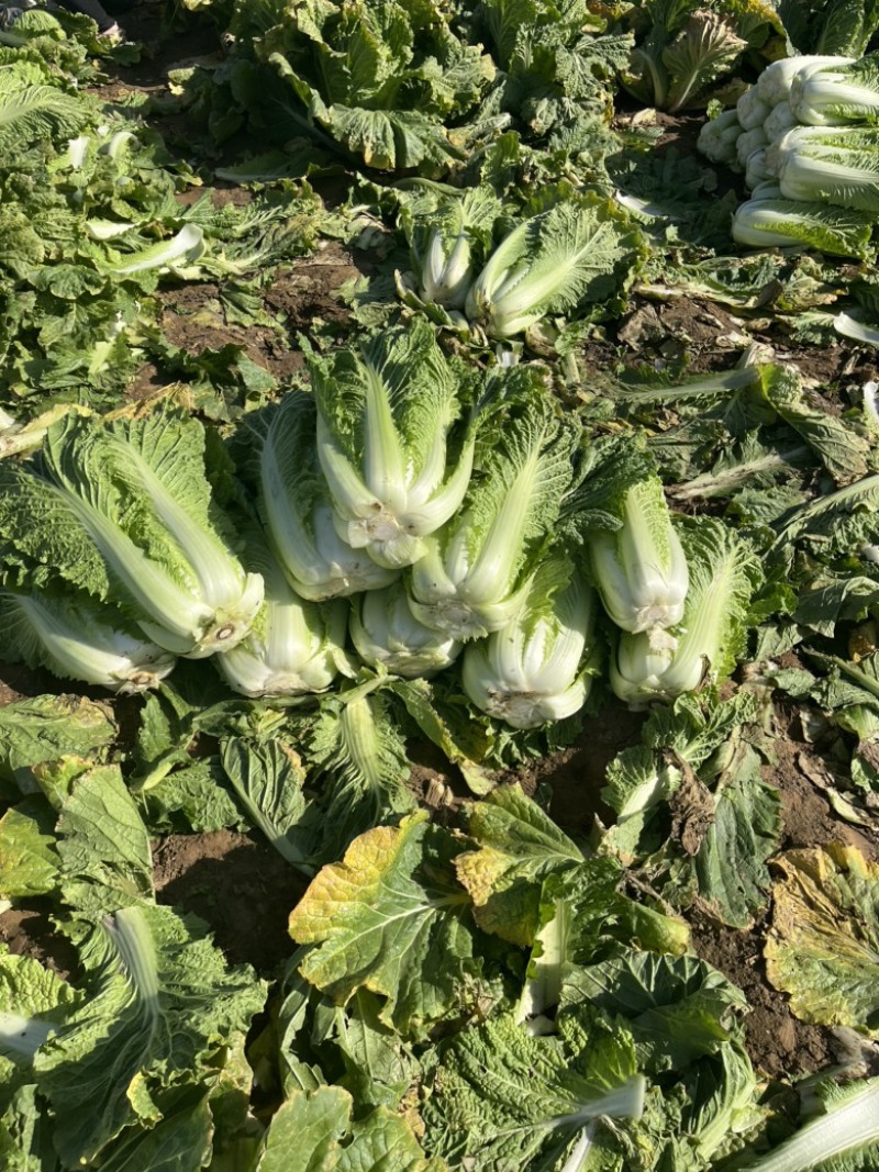 出售大白菜，新三，绿霸
