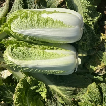 出售大白菜，新三，绿霸