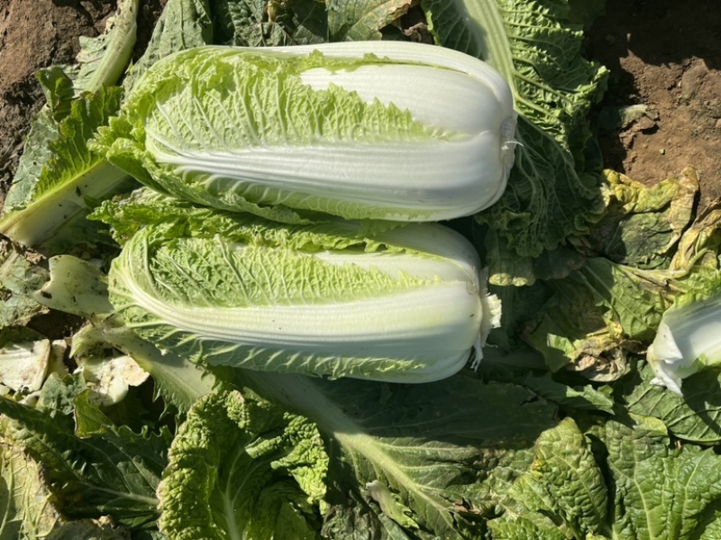 出售大白菜，新三，绿霸