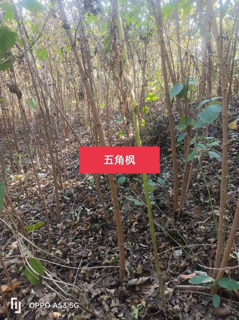 元宝枫出售绿