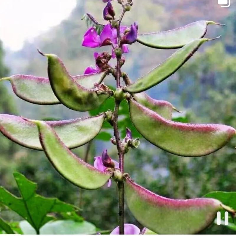 红边眉豆种子红边扁豆种子峨眉豆种子农家庭院阳台种植蔬菜种