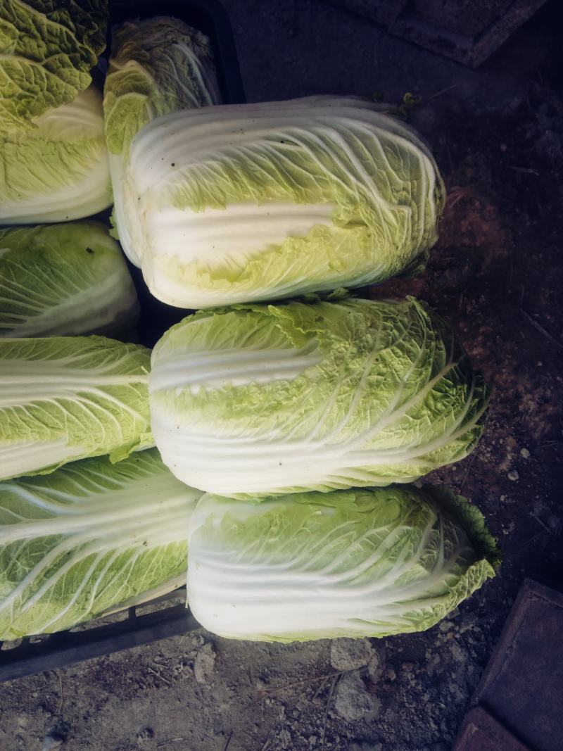 酒泉精品大白菜规格齐全大量上市全国发货