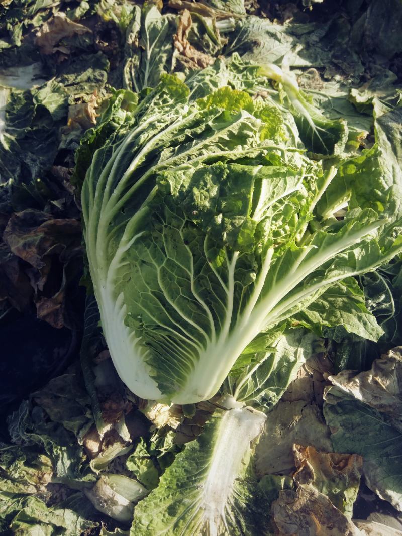 酒泉精品大白菜规格齐全大量上市全国发货