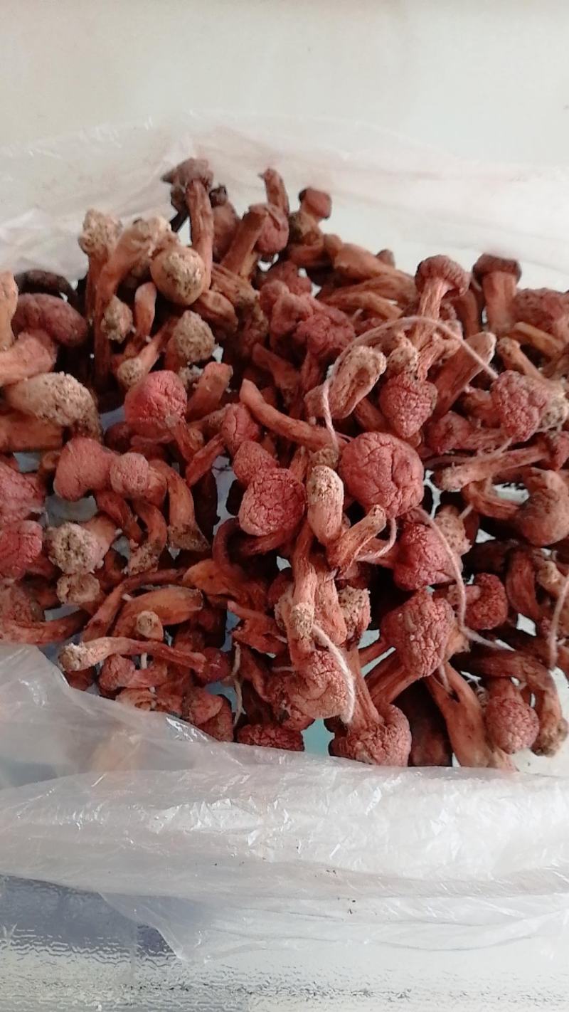 辽宁2026铆钉菇，红蘑，红松伞肉蘑需要尖货的来