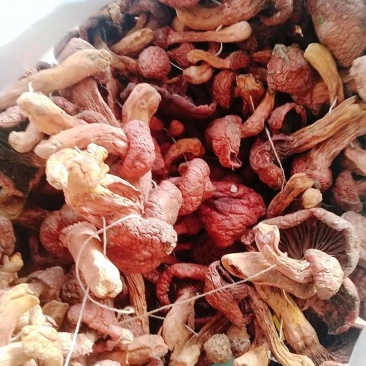 辽宁2026铆钉菇，红蘑，红松伞肉蘑需要尖货的来