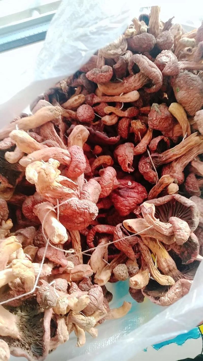 辽宁2026铆钉菇，红蘑，红松伞肉蘑需要尖货的来