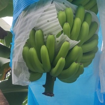 云南红河香蕉元阳县金平县基地好货，货源充足，要货的联系我