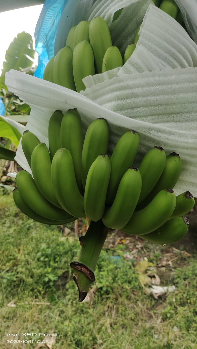 云南红河香蕉元阳县金平县基地好货，货源充足，要货的联系我