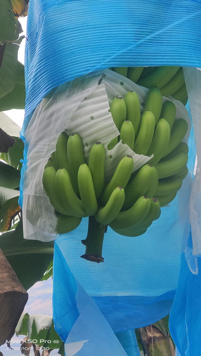 云南红河香蕉元阳县金平县基地好货，货源充足，要货的联系我