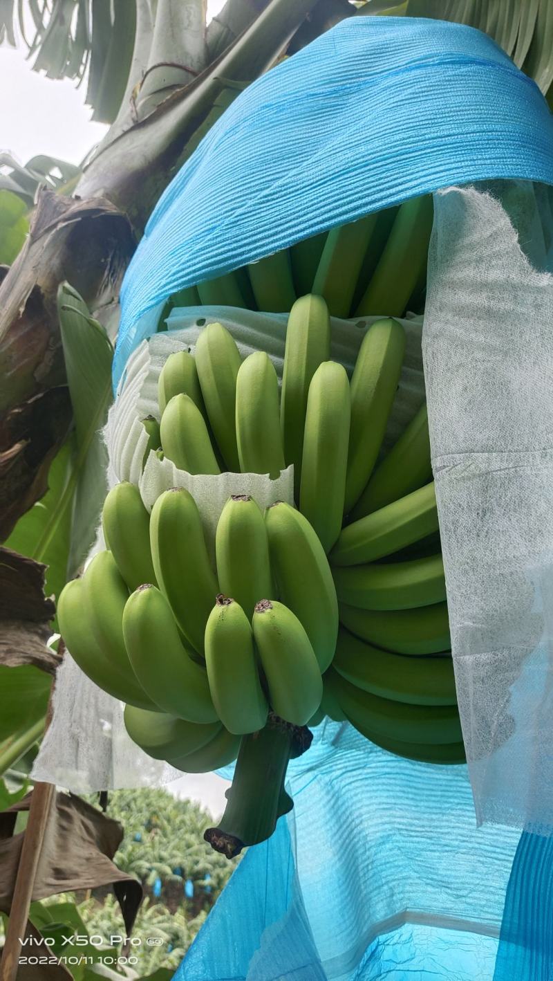 云南红河香蕉元阳县金平县基地好货，货源充足，要货的联系我