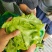 精品生菜大量上市